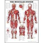 Anatomical Charts & Posters