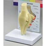Pelvic & Lower Extremity Models Pelvic & Lower Extremity Models