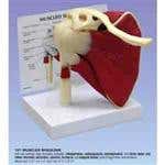 Upper Extremity Models