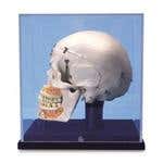 Sub Category Skull & Torso Models