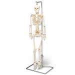 Skeleton & Spine Models