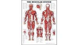 Anatomical Charts & Posters