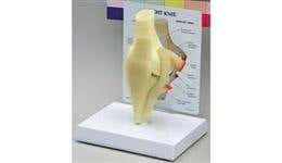 Pelvic & Lower Extremity Models