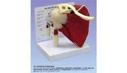 Upper Extremity Models