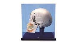 Skull & Torso Models