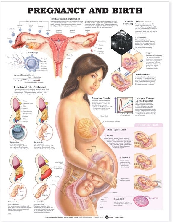 PregnancyAndBirthLaminatedPoster20X26