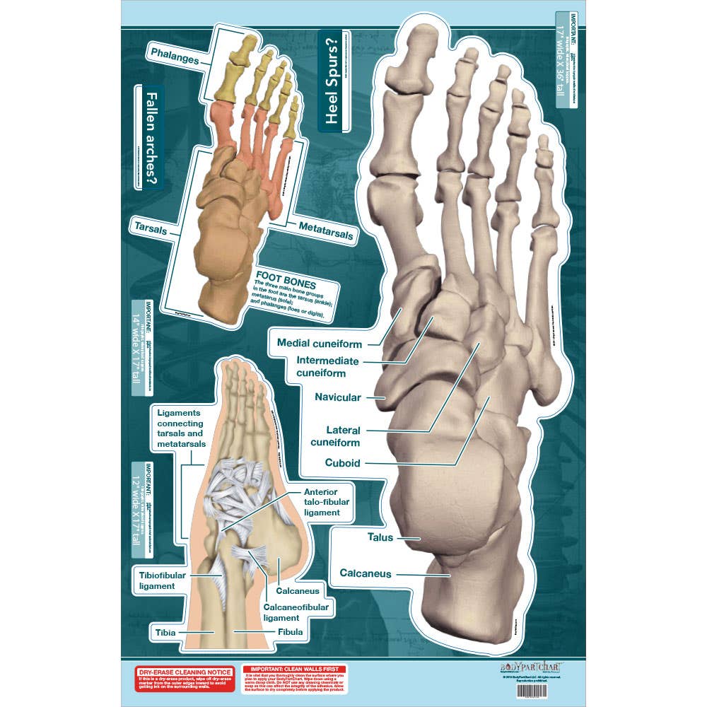 BodyPartChart™AnkleandFoot24.5”x36”
