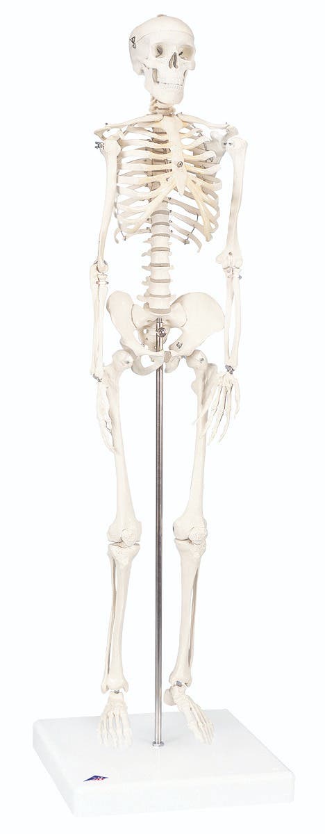 3BScientific®KneeJointModelwithSmartAnatomyApp–Life-Size,Detachable