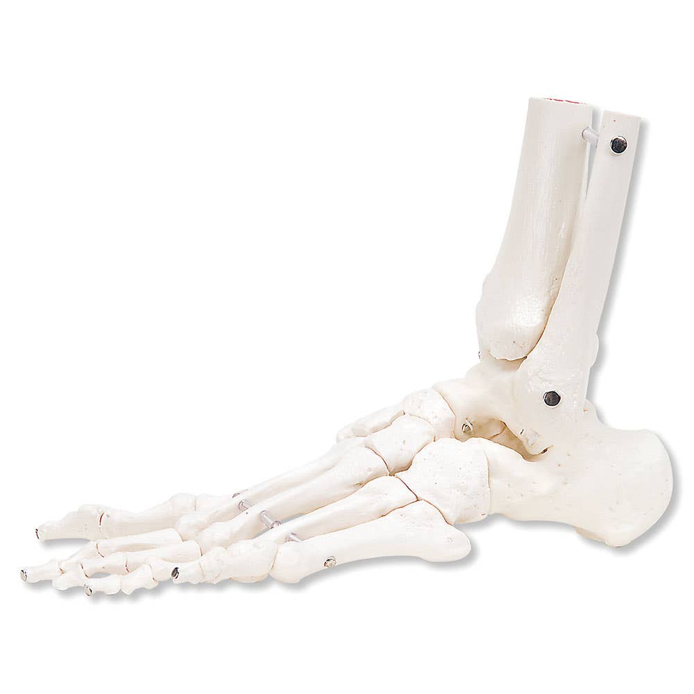 LeftFoot&AnkleWithTibiaAndFibula