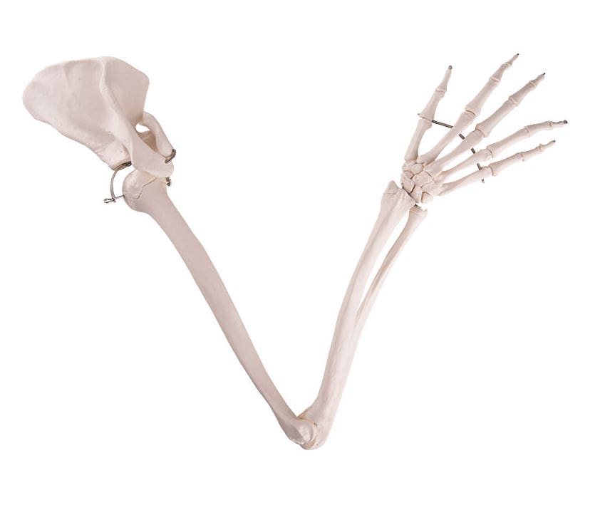 ArmSkeletonwithScapula&Clavicle