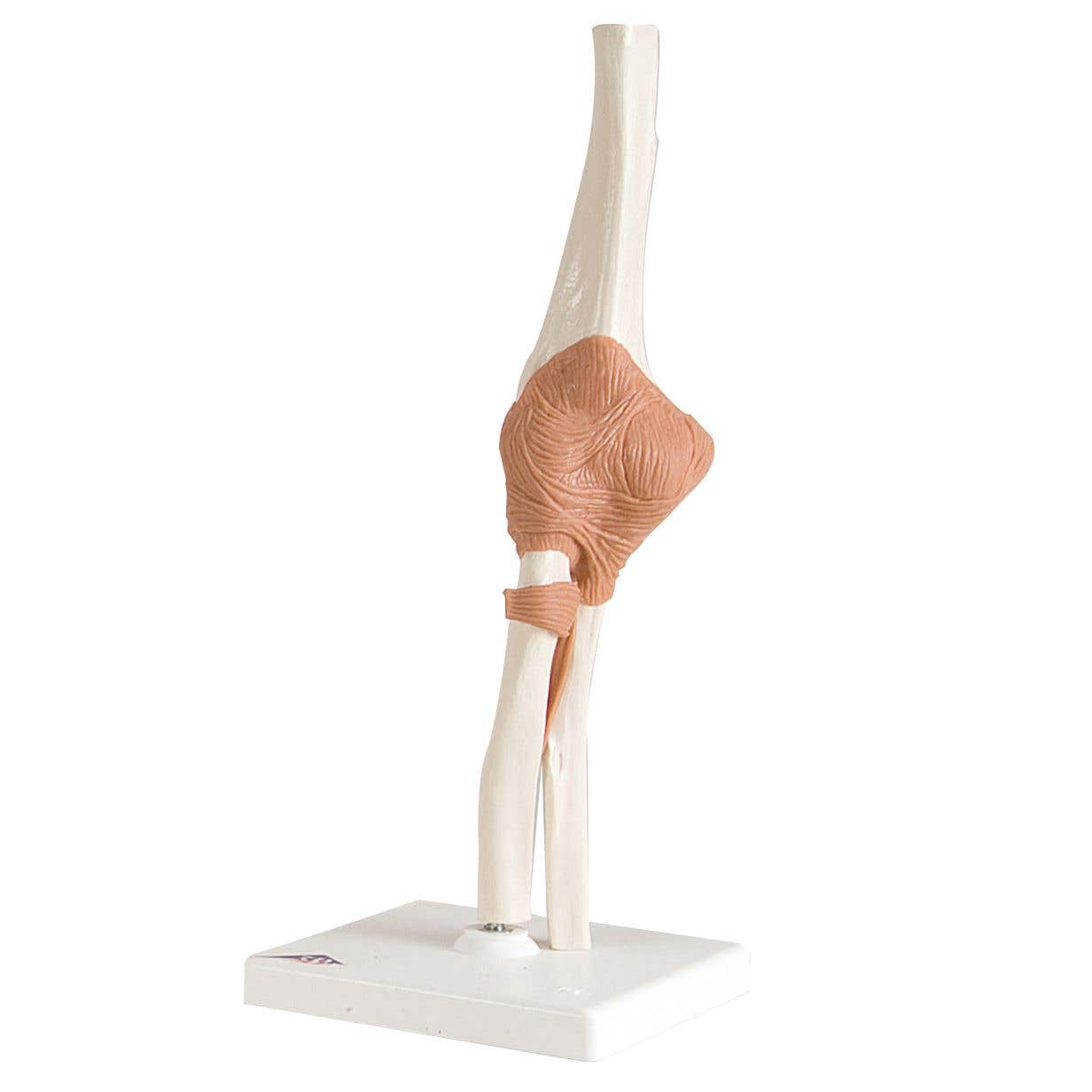 ElbowJoint