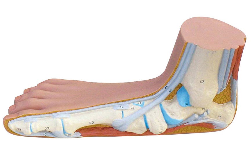 3B®FlatFootModel