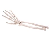 Hand Skeleton With Lower Arm