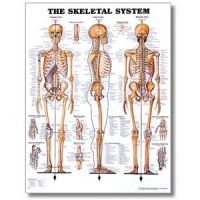 Skeletal System Poster - 20 X 26 Styrene Chart