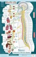 BodyPartChart™ Autonomic Nervous System (Lateral View) Wall Decal