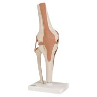 Functional Knee Joint Model