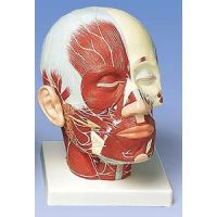 Head And Neck Musculature With Nerves