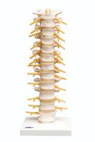 3b Scientific Anatomical Model - Thoracic Spinal Column - Anatomical Model - Thoracic Spinal Column