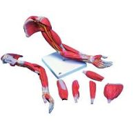 3b Scientific Anatomical Model - Deluxe Muscular Arm 6-Part - Anatomical Model - Deluxe Muscular Arm 6-Part
