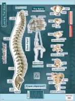 BodyPart Chart Spine-Labeled Wall Decal