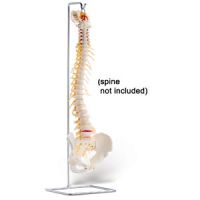 Stand For Full Spine