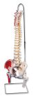 Flexible Spinal Column With Stand