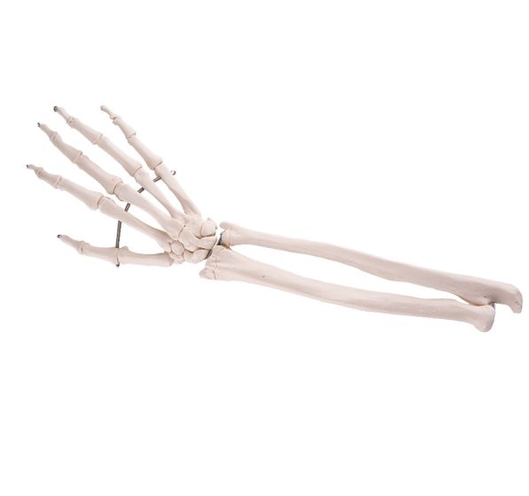 Hand Skeleton with Lower Arm
