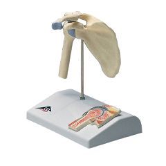 3b Scientific Anatomical Model - Mini Shoulder Joint With Cross Section Of Bone On Base - Anatomical Model - Mini Shoulder Joint With Cross Section Of Bone On Base