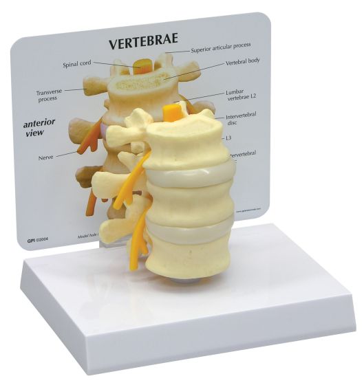 3 Piece Vertebrae With Key Card - Model