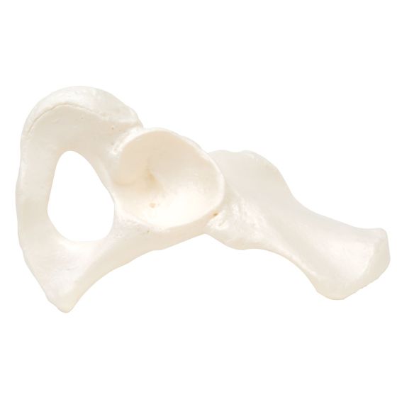 Hip Bone, Right