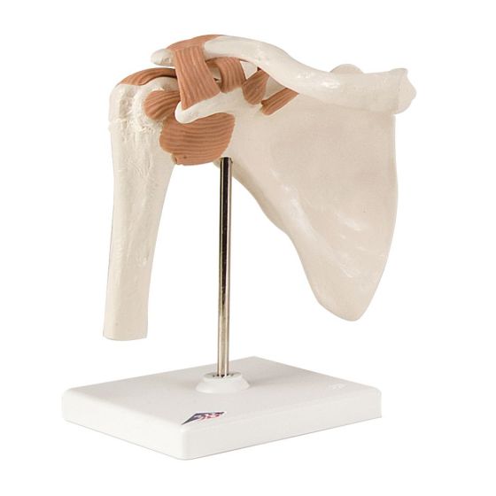 Shoulder Joint