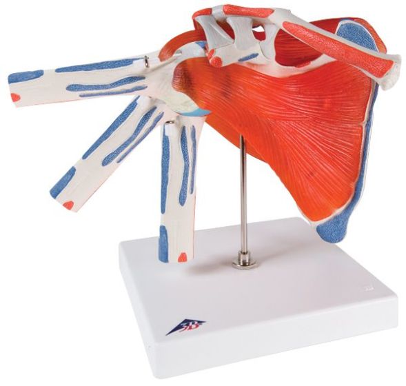 Shoulder Joint With Rotator Cuff