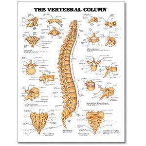 ChartVertebralColumn20X26Styrene