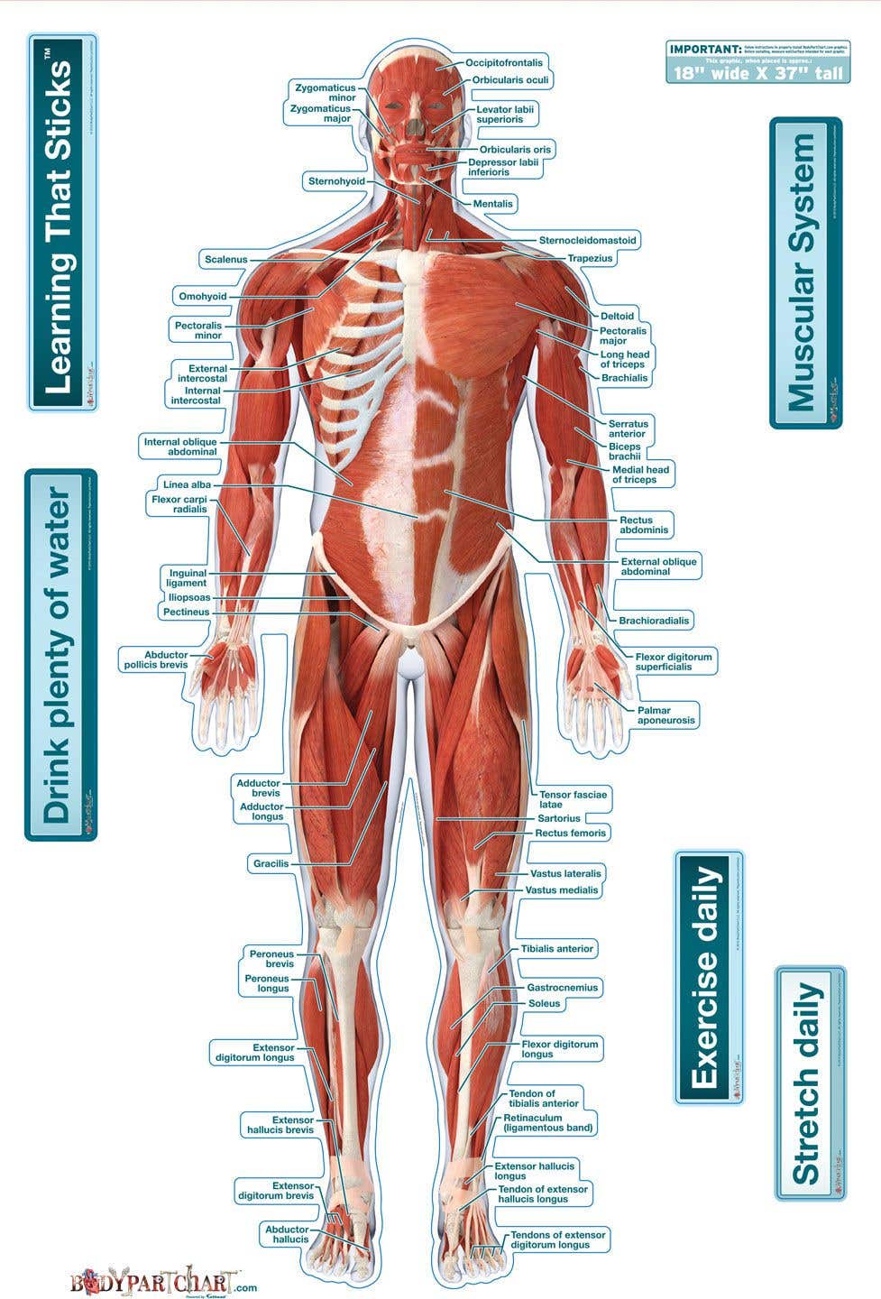 BodyparrchartMuscularSystem-FrontLabeled