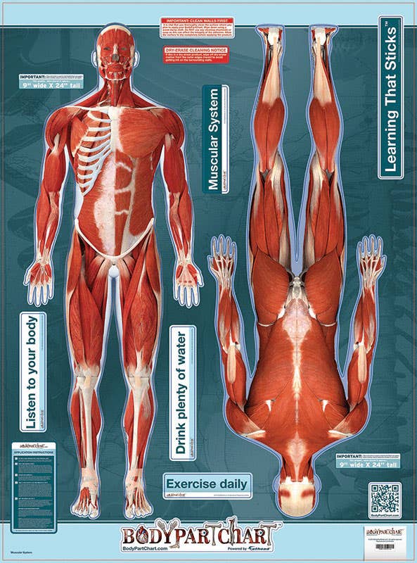 BodypartChartMusclesFrontandRearView-WallDecal