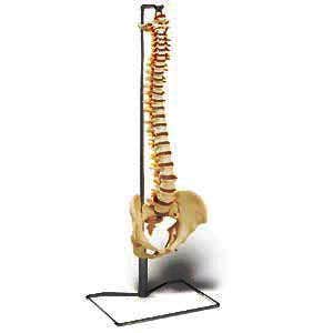 EconomyVertebralColumnwithPelvisModel-IncludesStand