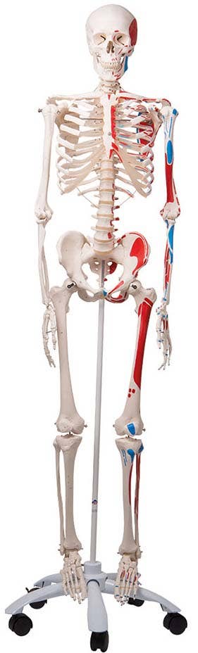 Max-TheMuscleSkeletonW/PelvicRollerStand