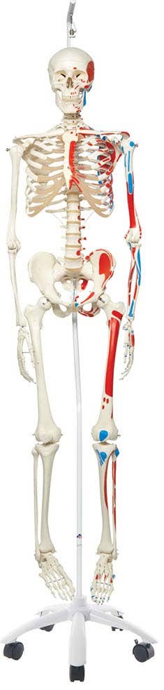 Max-TheMuscleSkeletonW/PelvicRollerStand