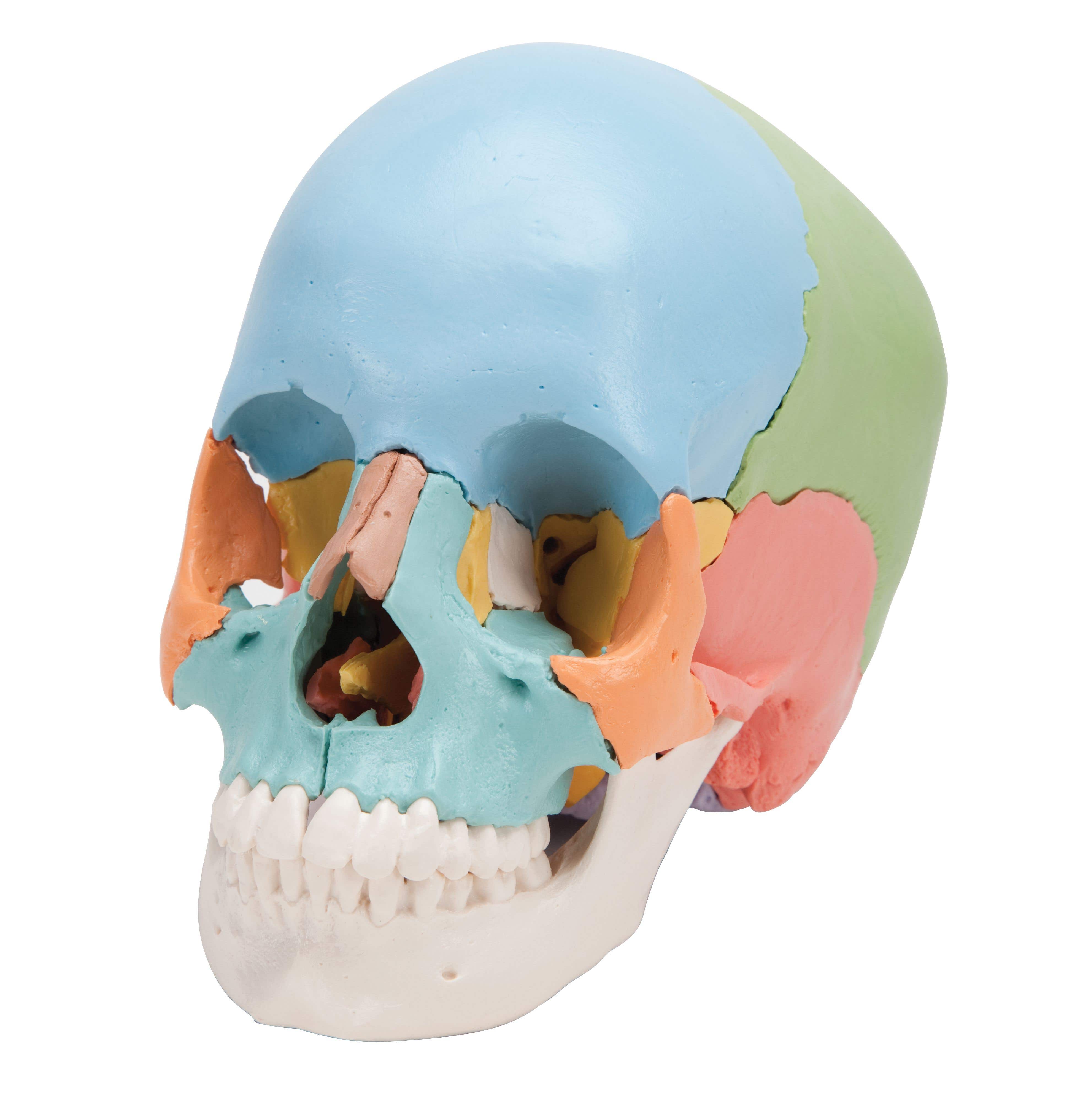 DidacticSkullKit22Part