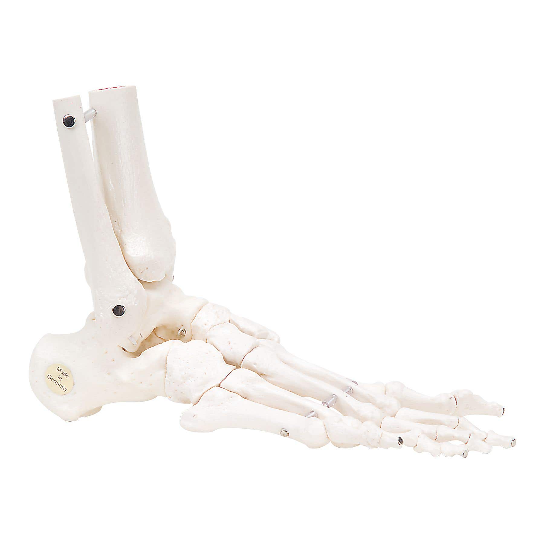 RightFlexibleFoot&AnkleSkeleton