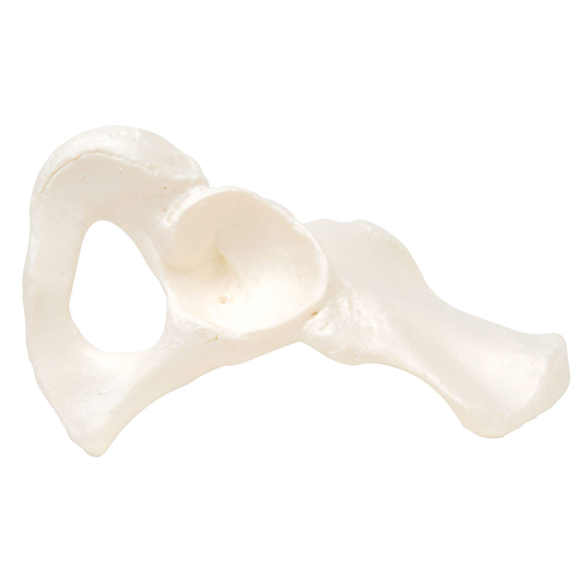 HipBone,Right