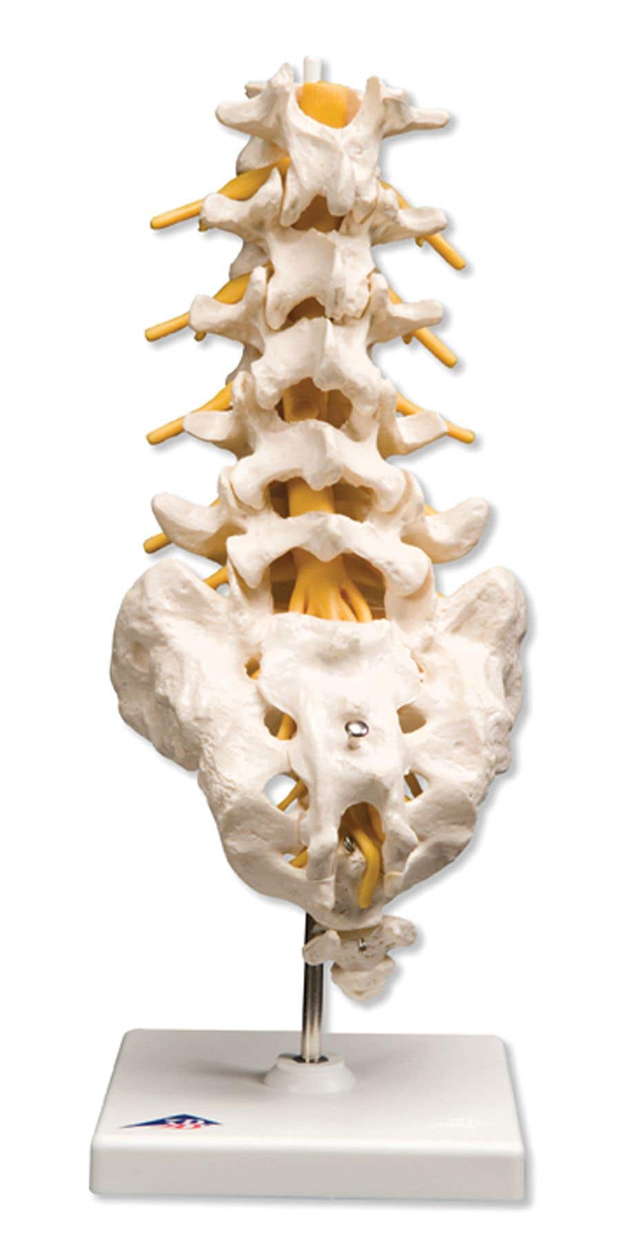 LumbarSpinalColumn
