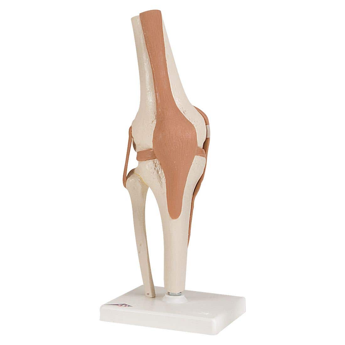 FunctionalKneeJointModel