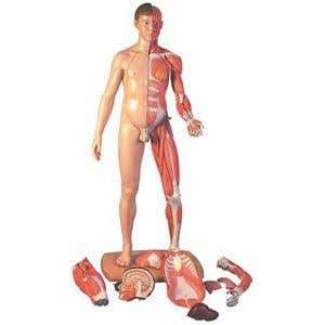 DualSexLifesize39PartHumanModel