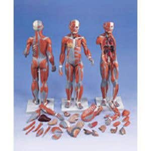 CompleteDualSexMuscularFigureW/InternalOrgn