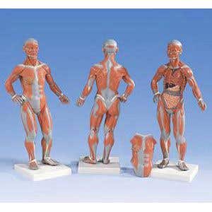 MuscleModel1/4FullSize