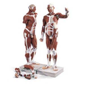 LifeSizeMaleMuscularFigure37Part