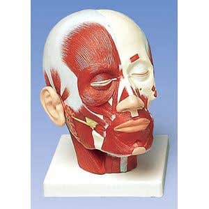 HeadMusculature