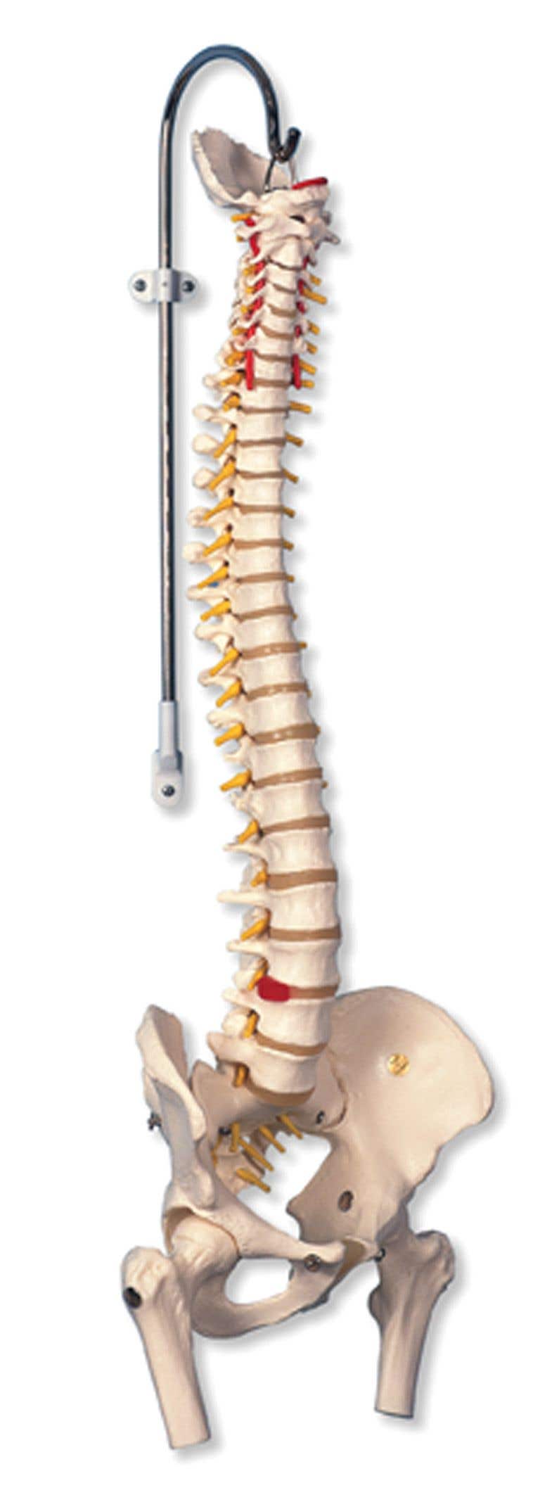 HighlyFlexibleSpineModelWithFemurHeads