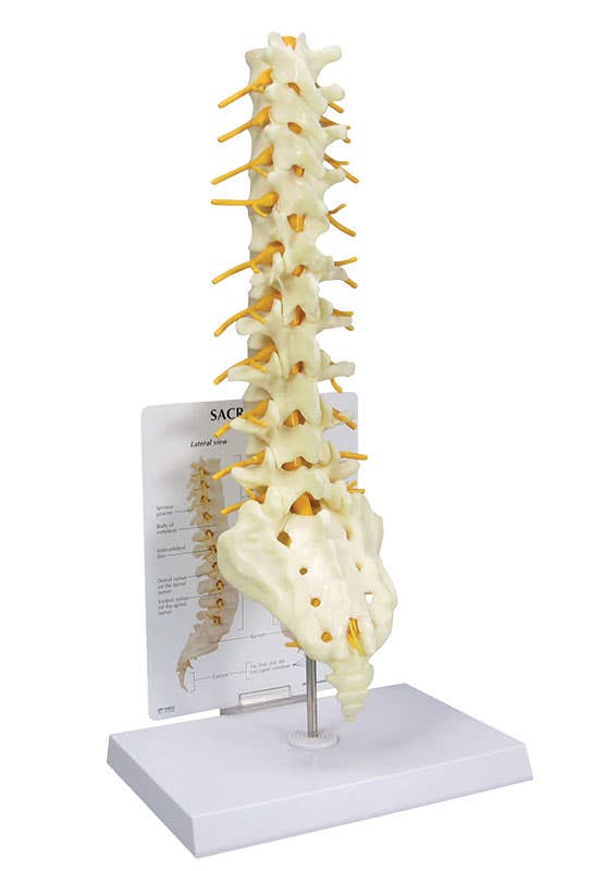 SacrumT8SpineModel